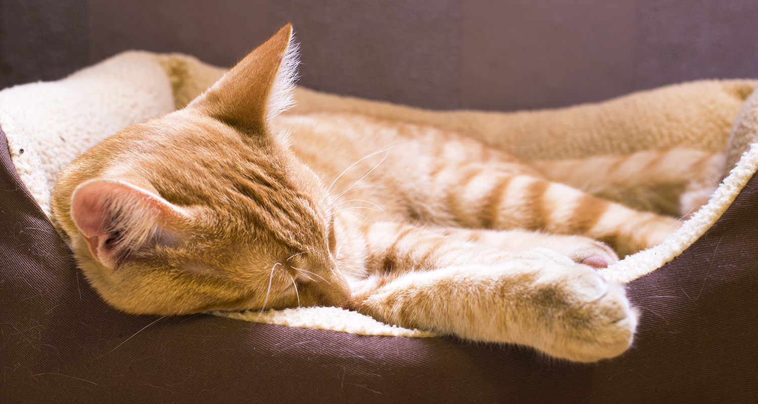 Orange cat sleeping in cat bed.