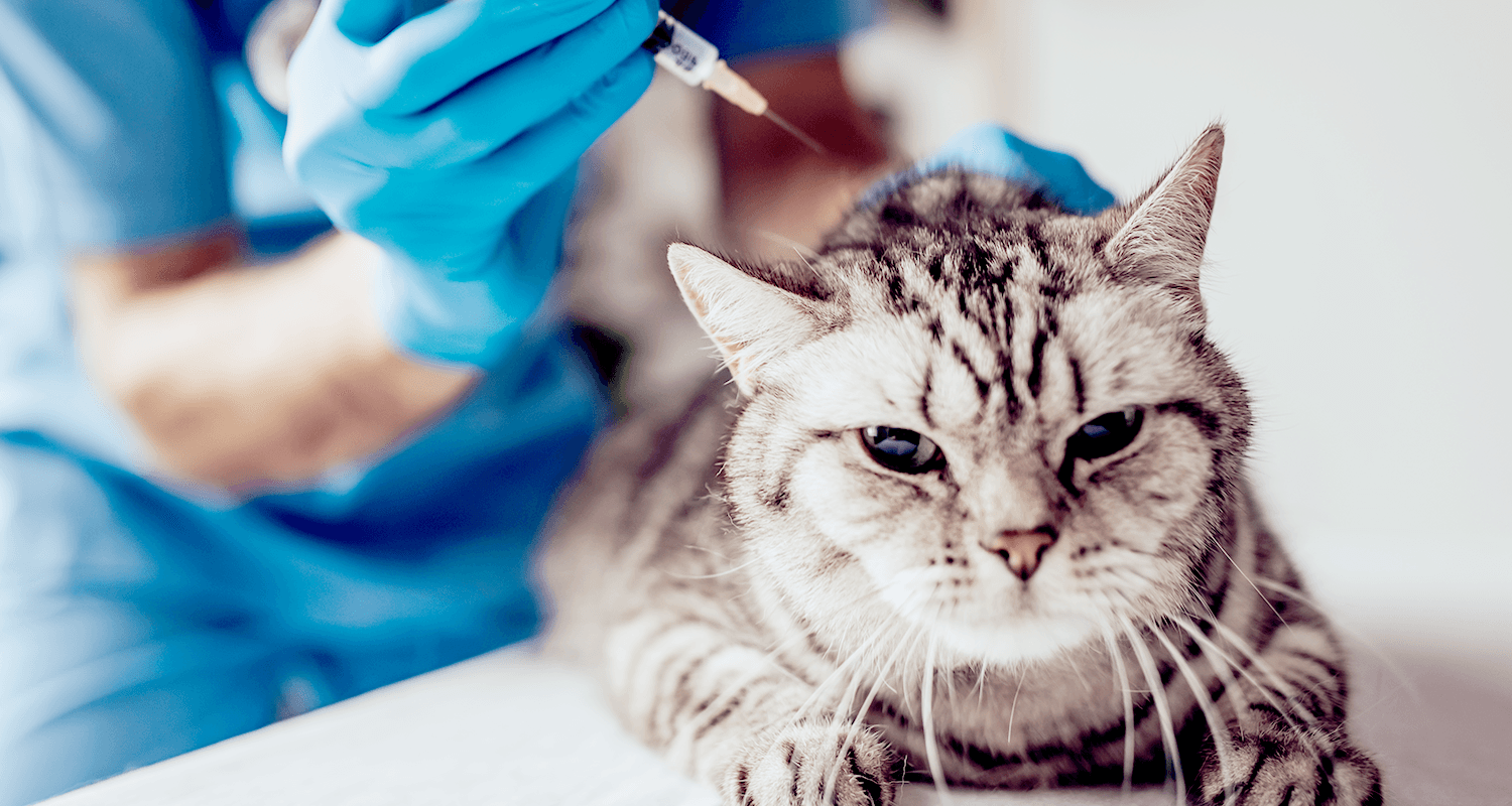 A cat at the vet's office being administered injectable steroids