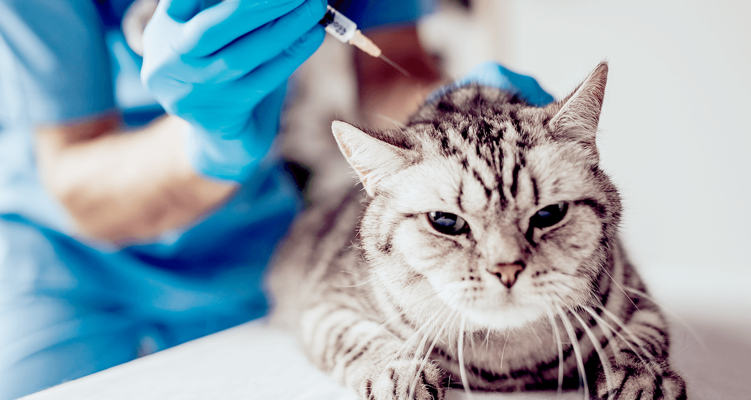 Injectable and Oral Steroids In Cats 