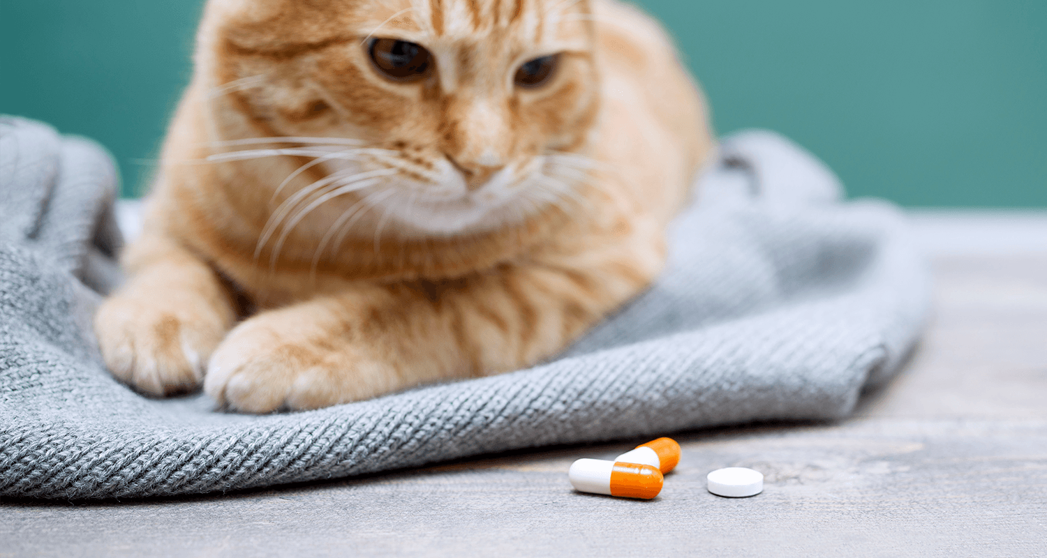 A cat being administered steroids in pill form.
