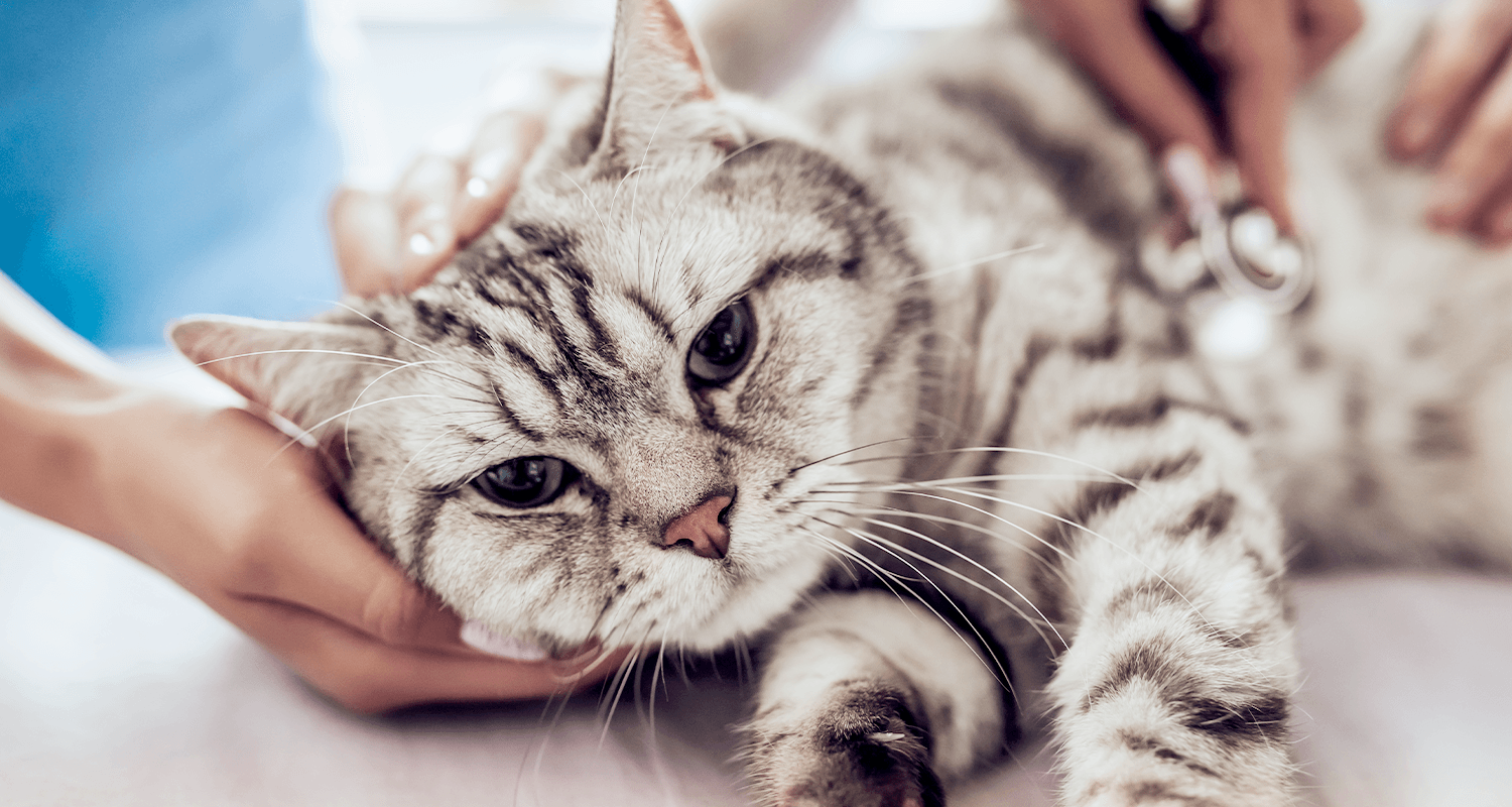 A cat being examined at a vet's office for side effects of oral steroids.