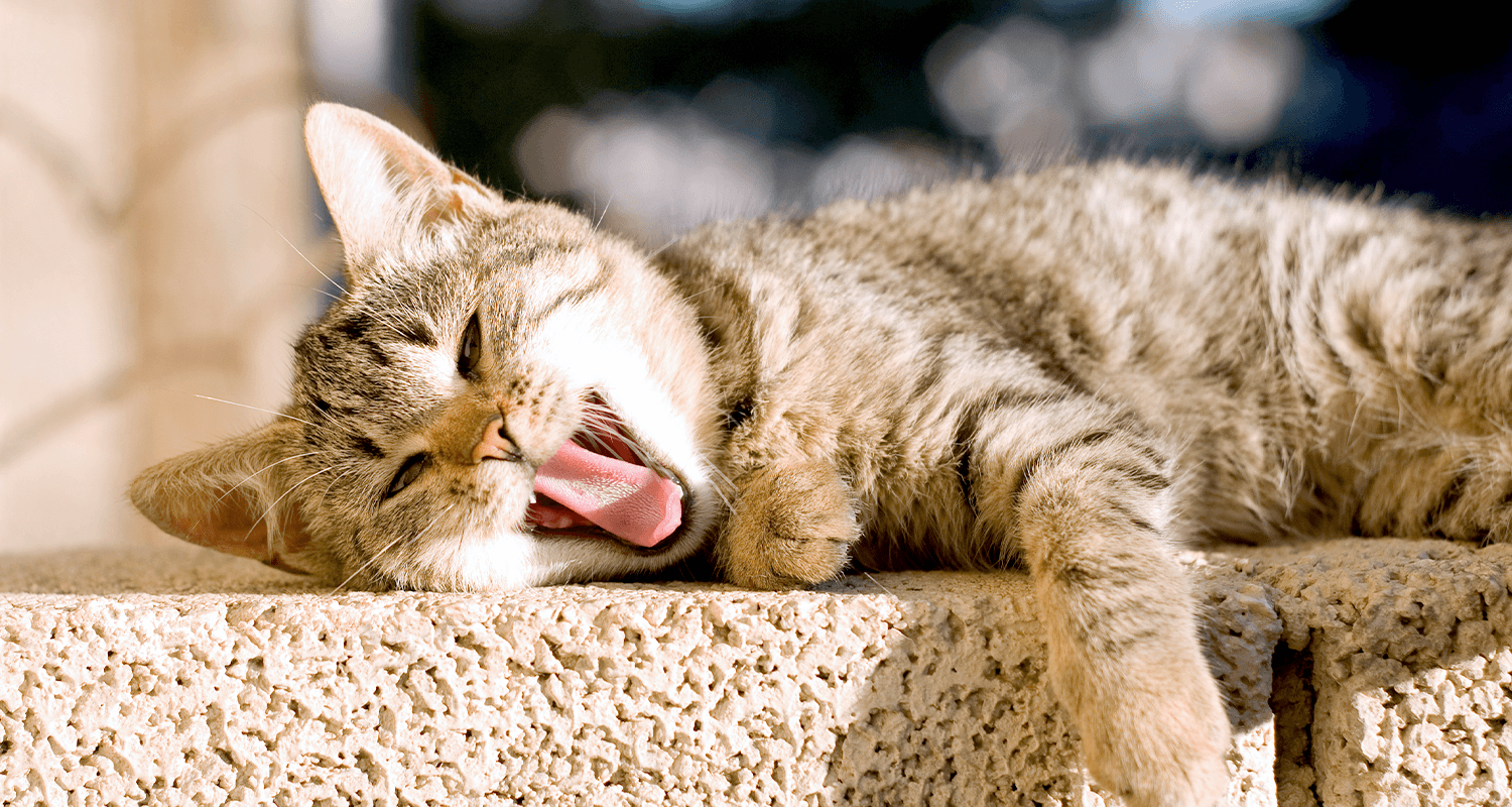 A cat happily yawning and stretching.