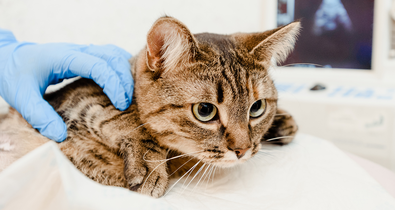 Grey cat receiving a vaccine at the vet.