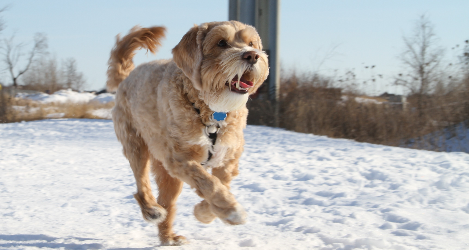 dog running