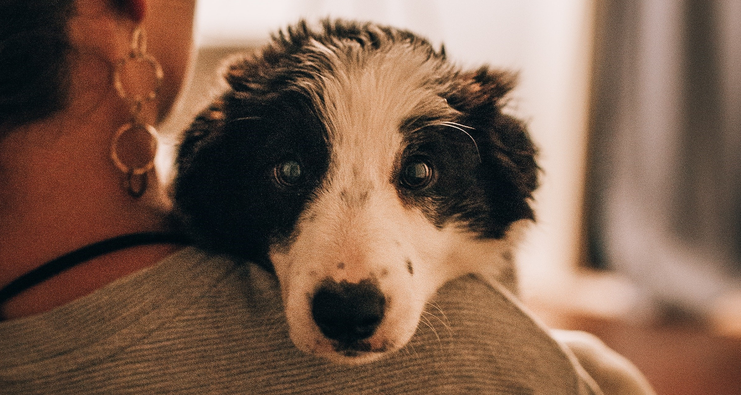 dog looking over shoulder