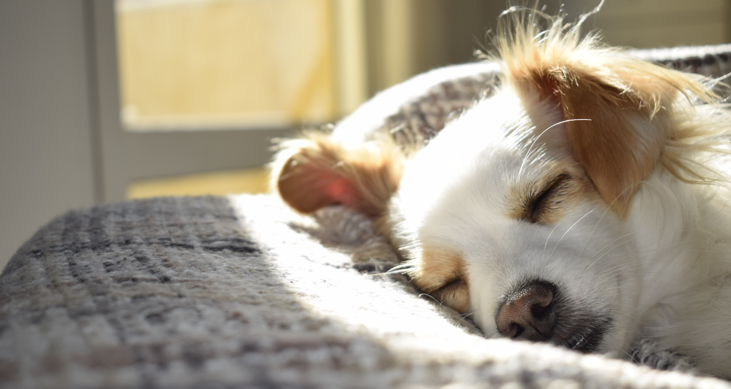 dog sleeping on bed