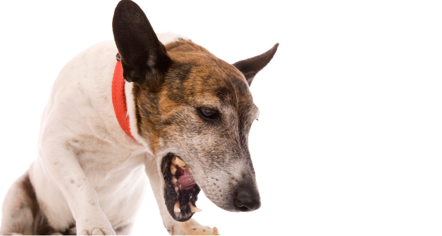 A dog exhibiting symptoms of gagging and coughing.