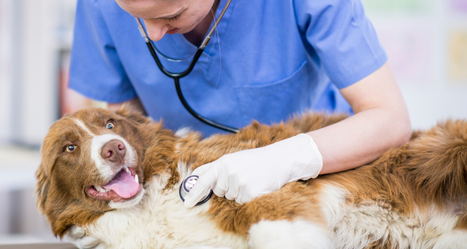 Vet performing checkup on dog to diagnose canine bronchiti.