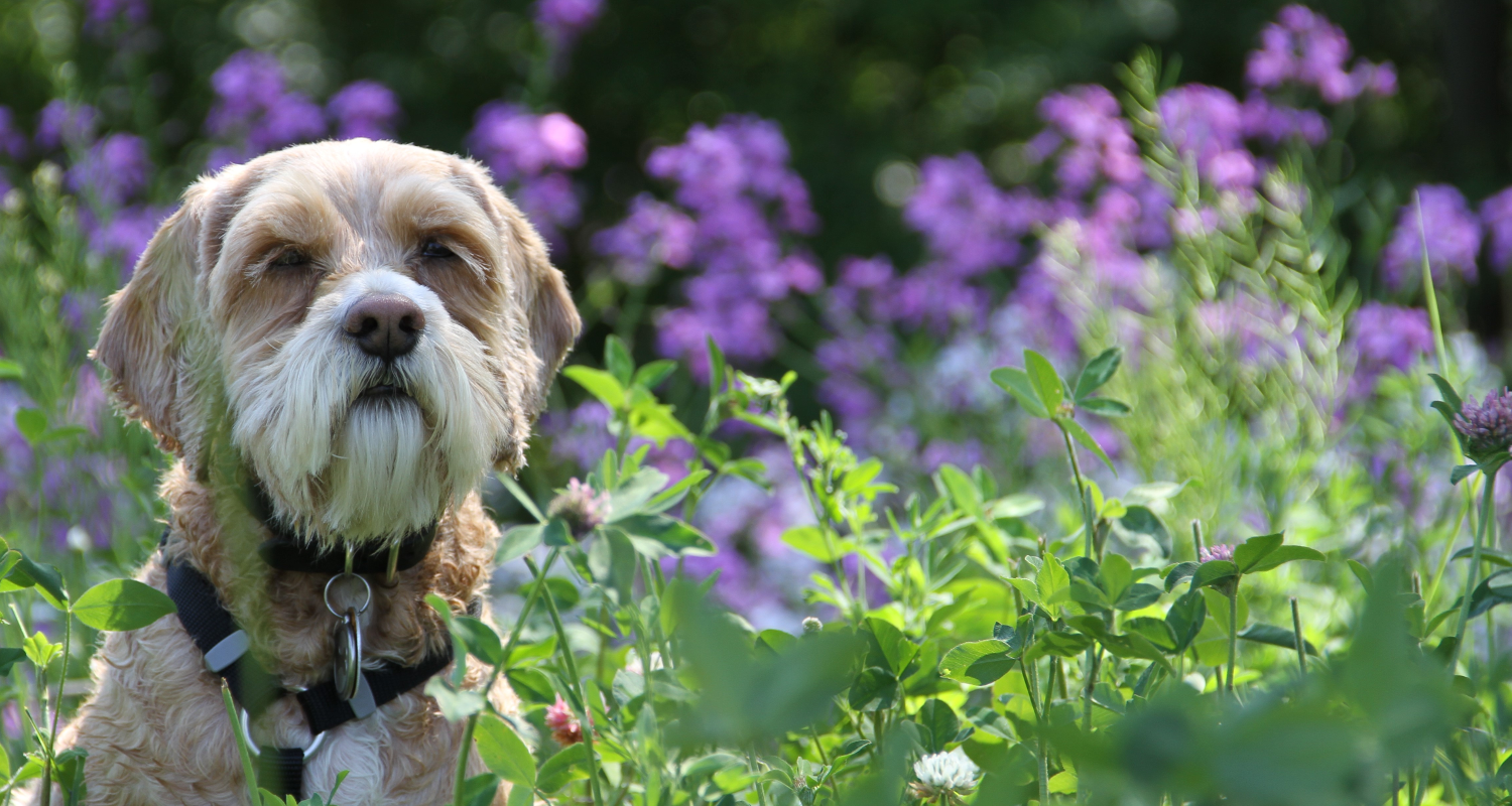 how do you know if your dog has bronchitis