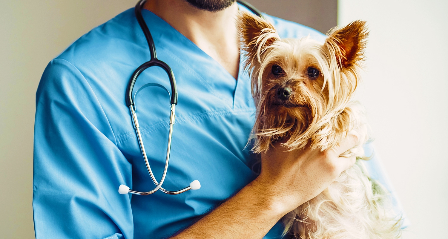 Yorkshire dog and veterinarian 