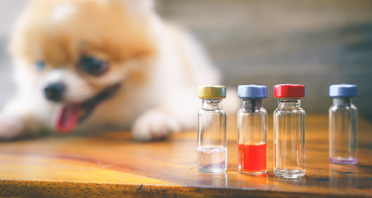 Small dog and glass vials on a table