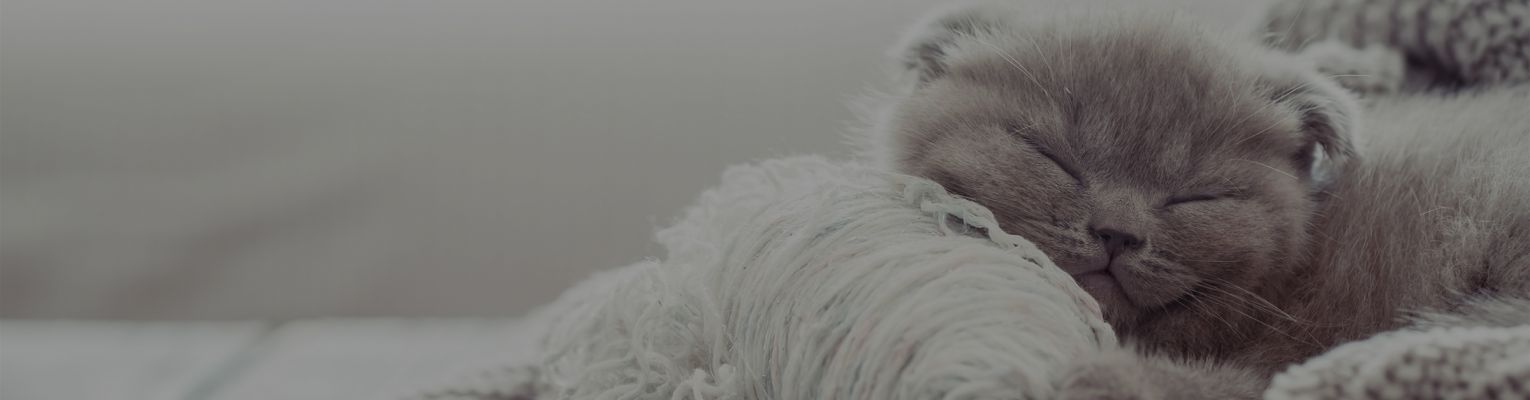 9 Cat Noises and What They Mean
