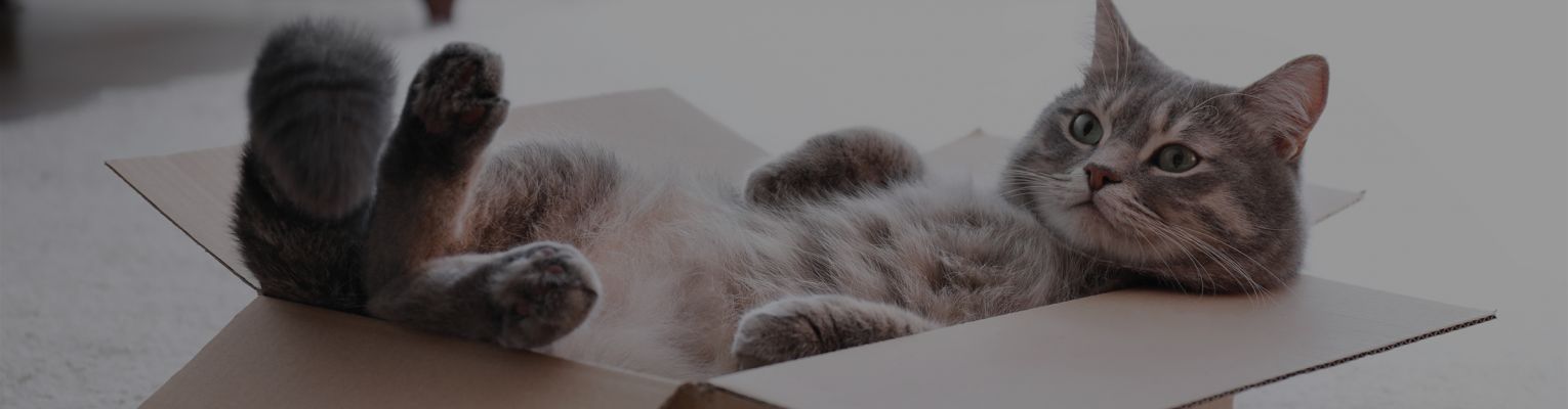 Cat sits upside down in a cardboard box