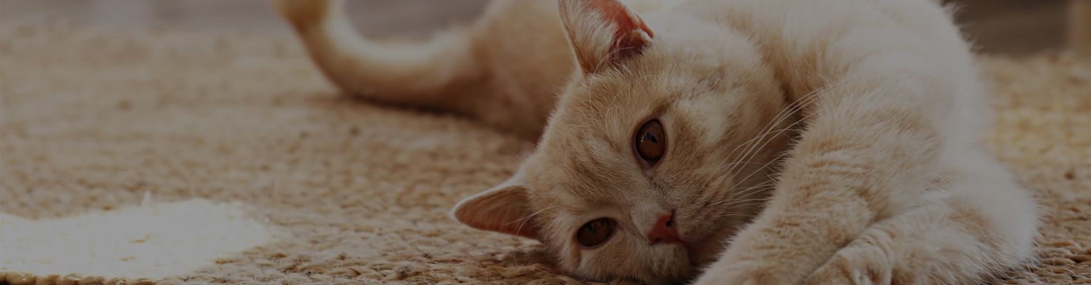 Orange cat on the ground