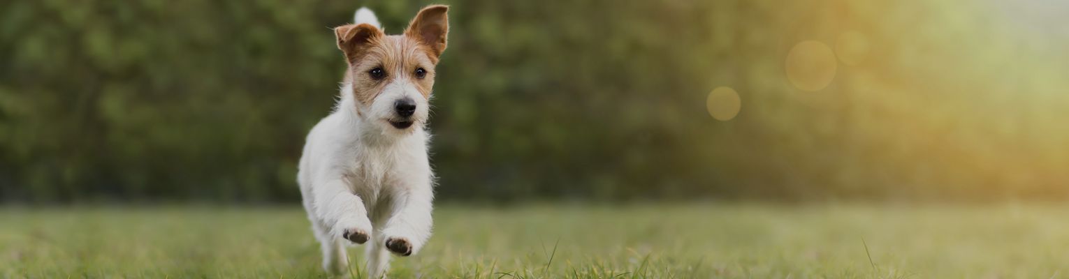 Happy dog running on green grass.