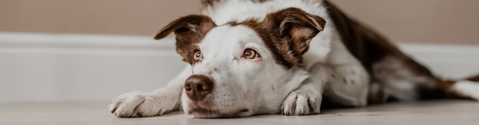 Dog laying on the ground and resting his chin on the ground. 