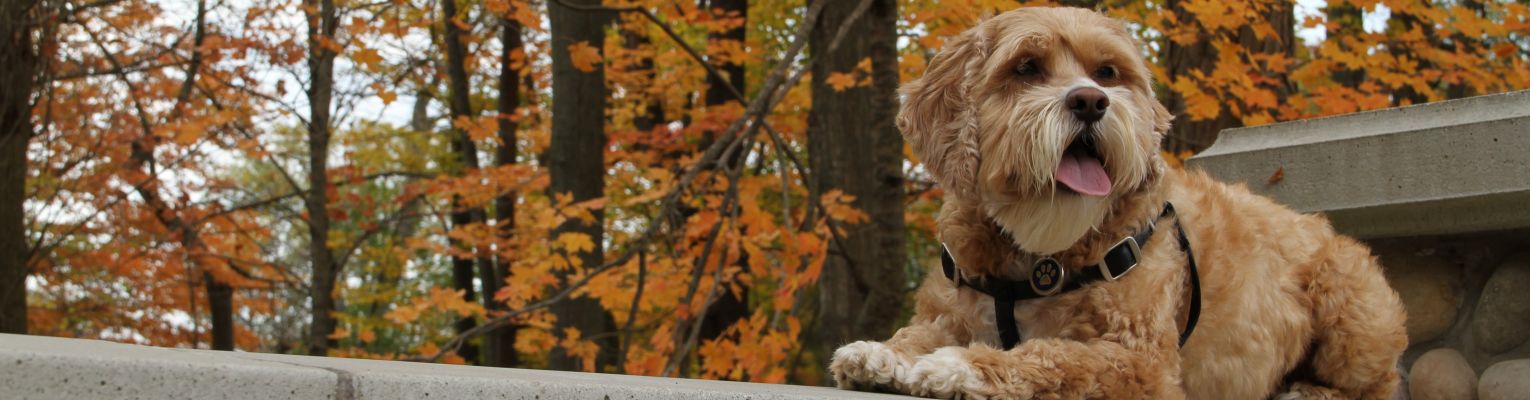 dog in park on bench