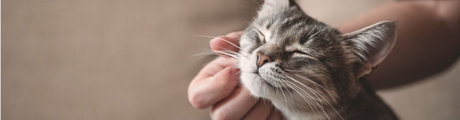 gray-striped-cat-with-womans-hand-on-a-brown-background