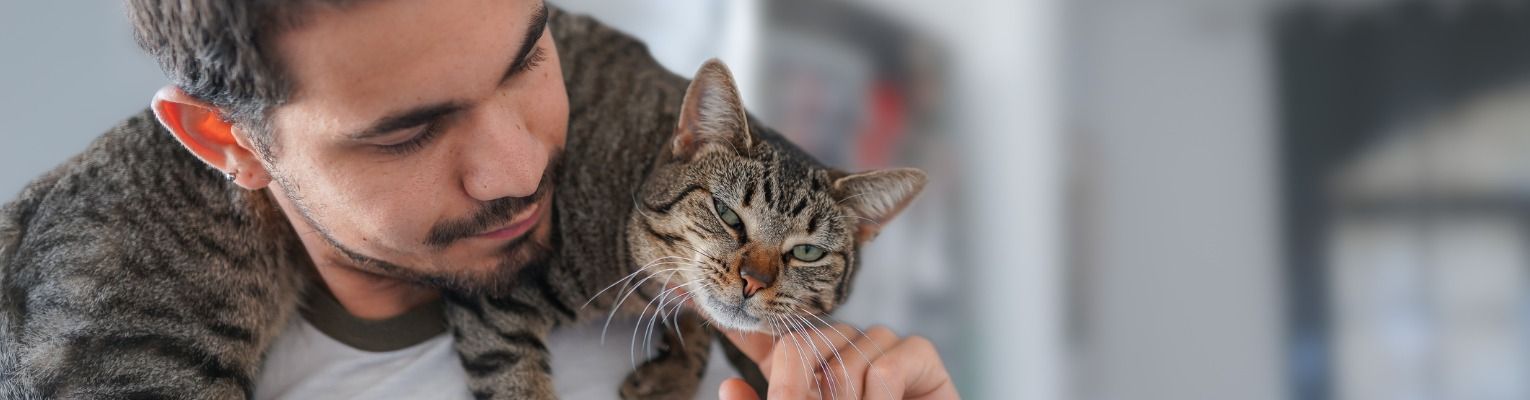 gray-tabby-cat-lays-on-the-neck-of-a-young-man