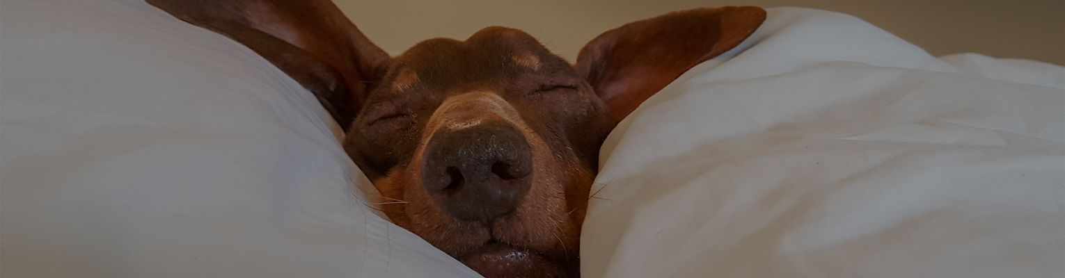 Weiner dog with its head wedged between two pillows.