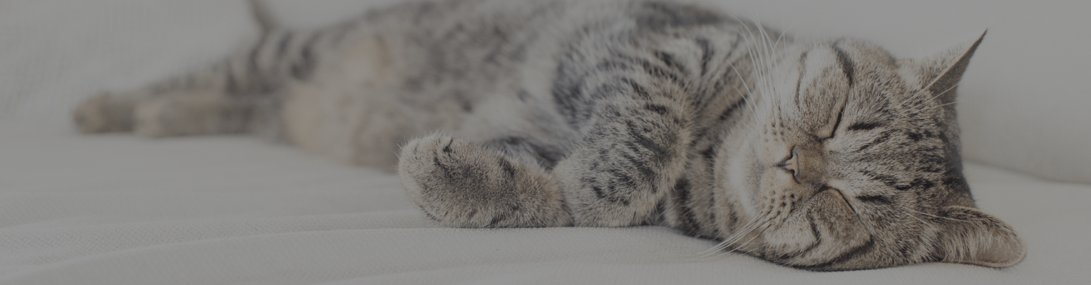 Happy grey cat