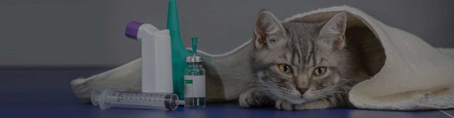 A cat at a vet's office ready to receive injectable or inhalable steroids.