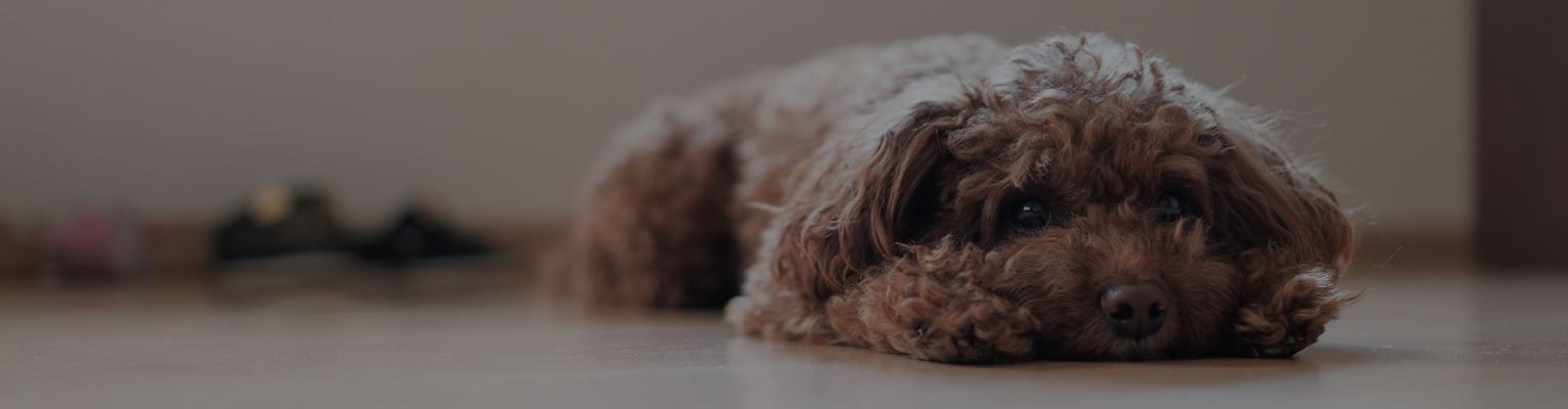 Small dog lays on the floor