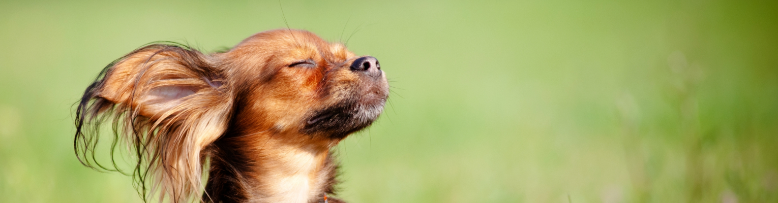 Picture of a dog with eyes closed.