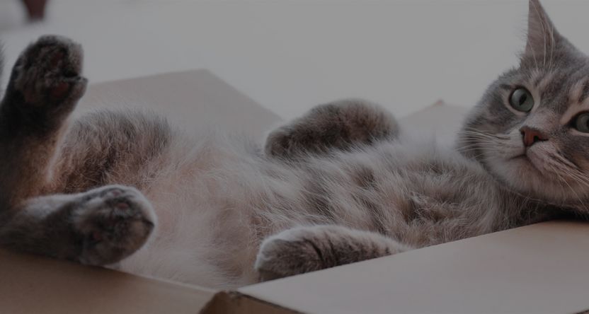 Cat sits upside down in a cardboard box