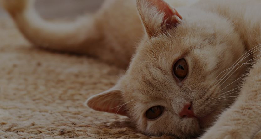 Orange cat on the ground