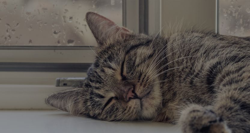 Cat sleeping at window