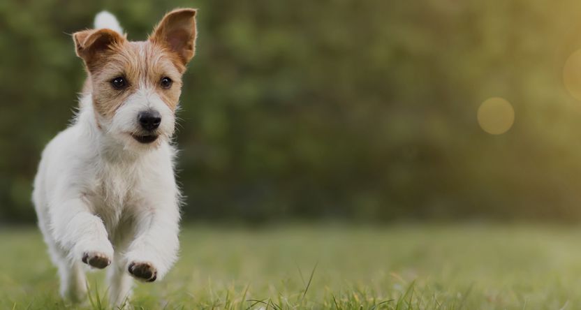 Happy dog running on green grass. 