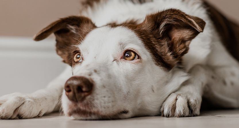 Dog laying on the ground and resting his chin on the ground. 