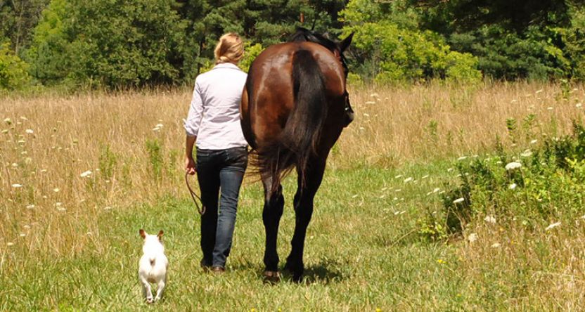 Horse rider and dog walking