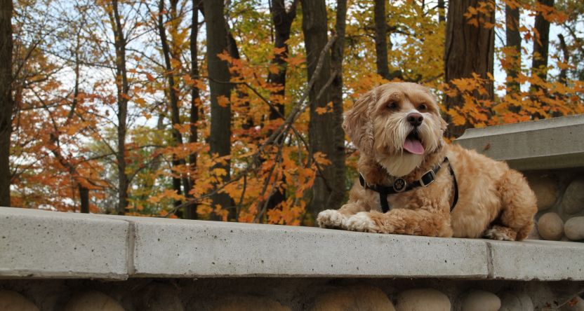 dog in park on bench