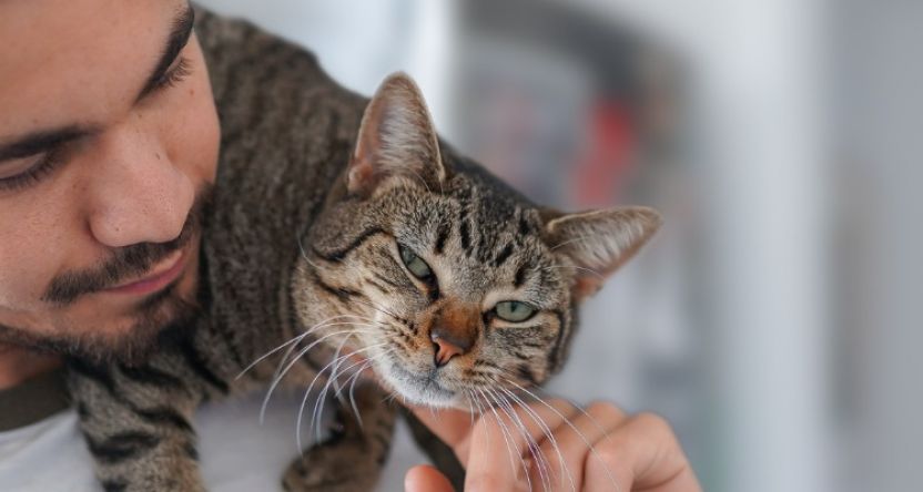 gray-tabby-cat-lays-on-the-neck-of-a-young-man