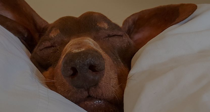 Weiner dog with its head wedged between two pillows. 