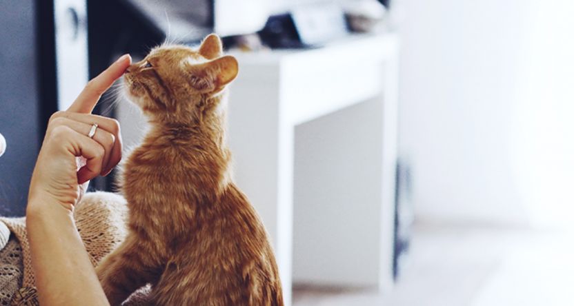 A pet owner playing with a Cat.