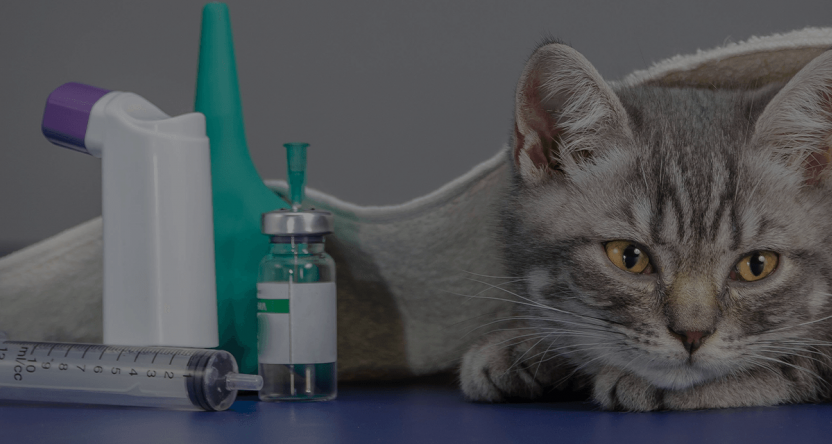 A cat at a vet's office ready to receive injectable or inhalable steroids.