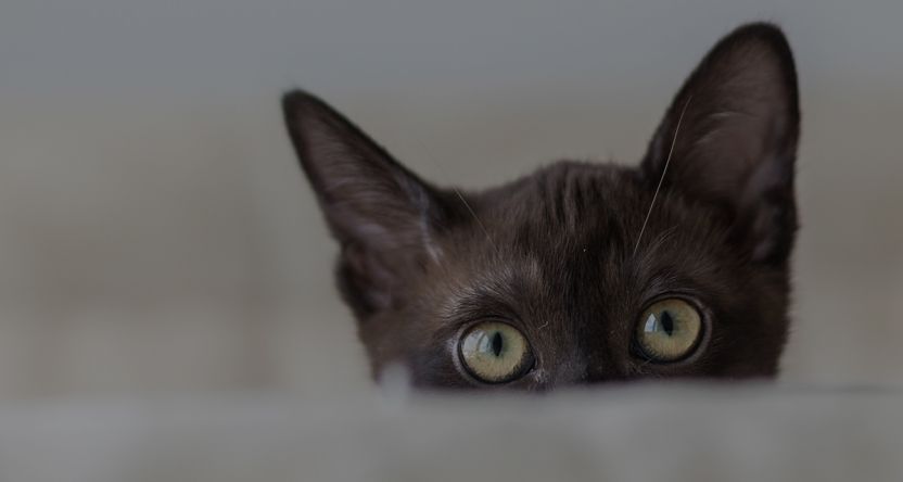 Dark brown cat with green eyes peeking over table.