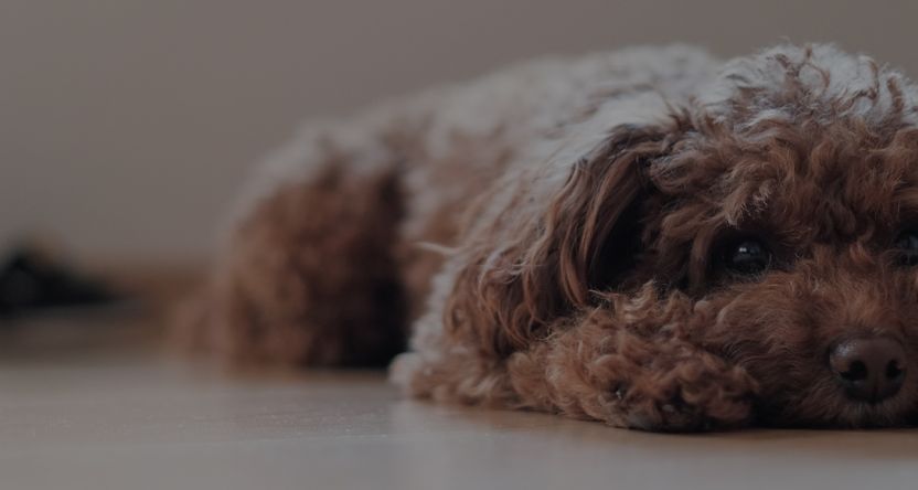 Small dog lays on the floor