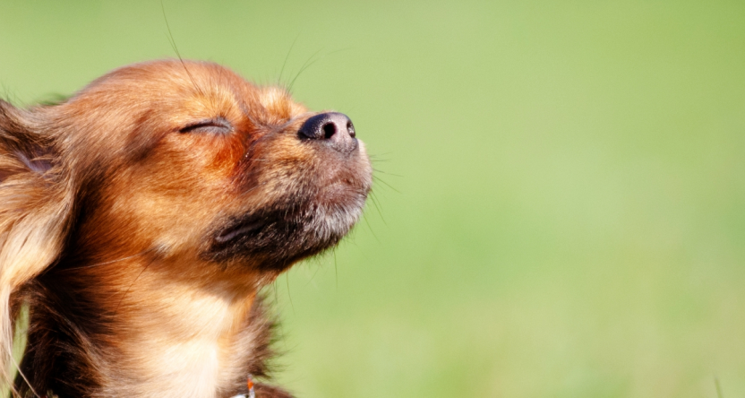 Picture of a dog with eyes closed.