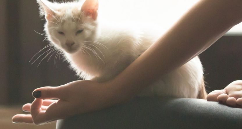 young-yogi-woman-meditating-with-cat