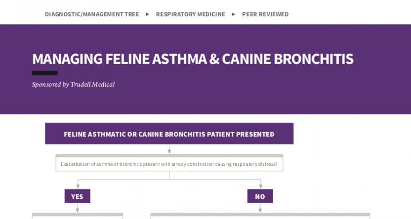 Managing Feline Asthma