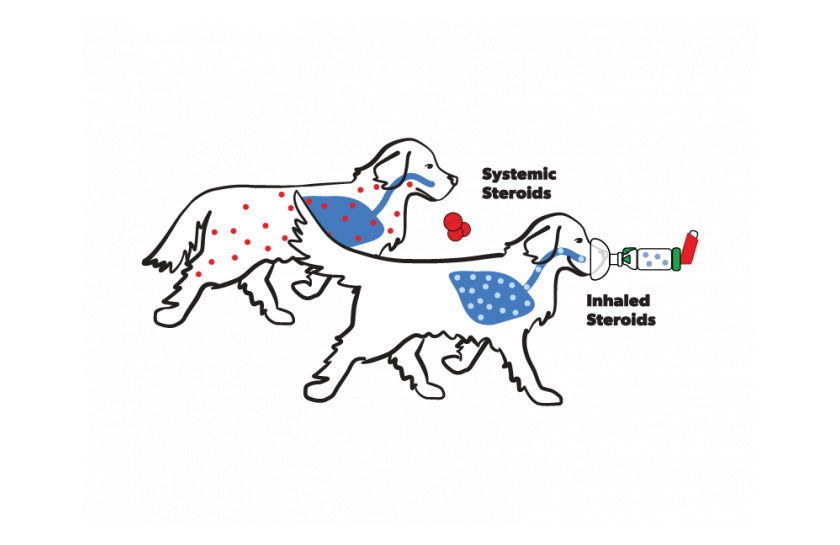 Dog inhaled vs systemic medications